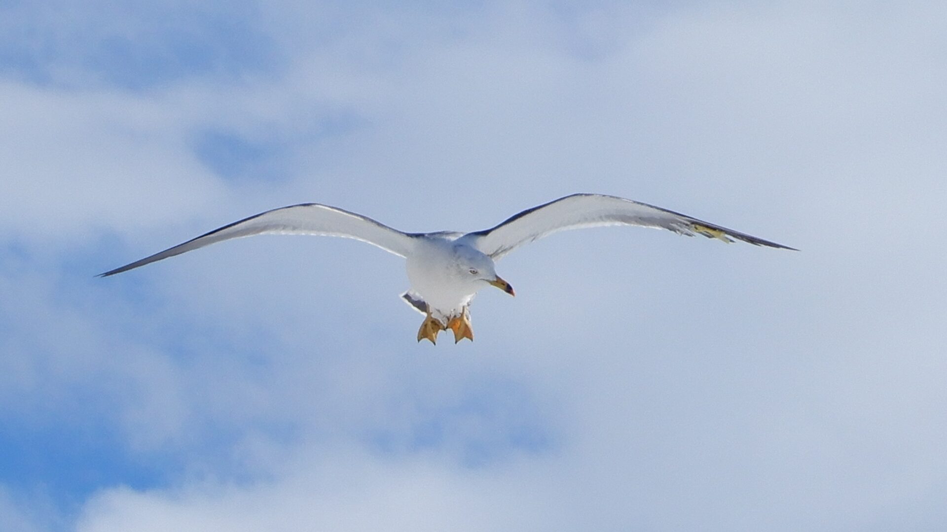 Liefde voor de zee en het onderweg zijn