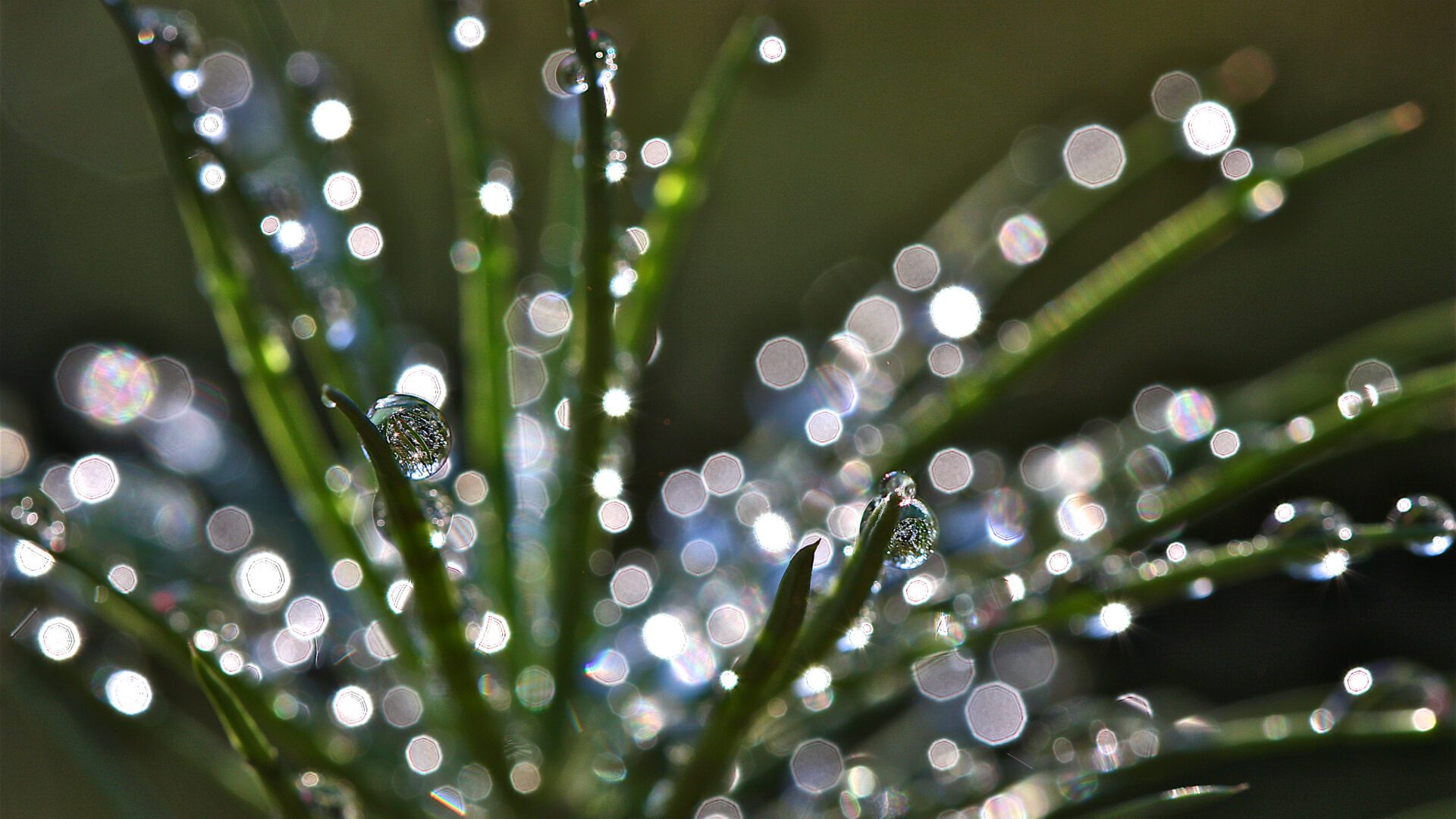 Hee ouwe droom, hoe zat het ook alweer?